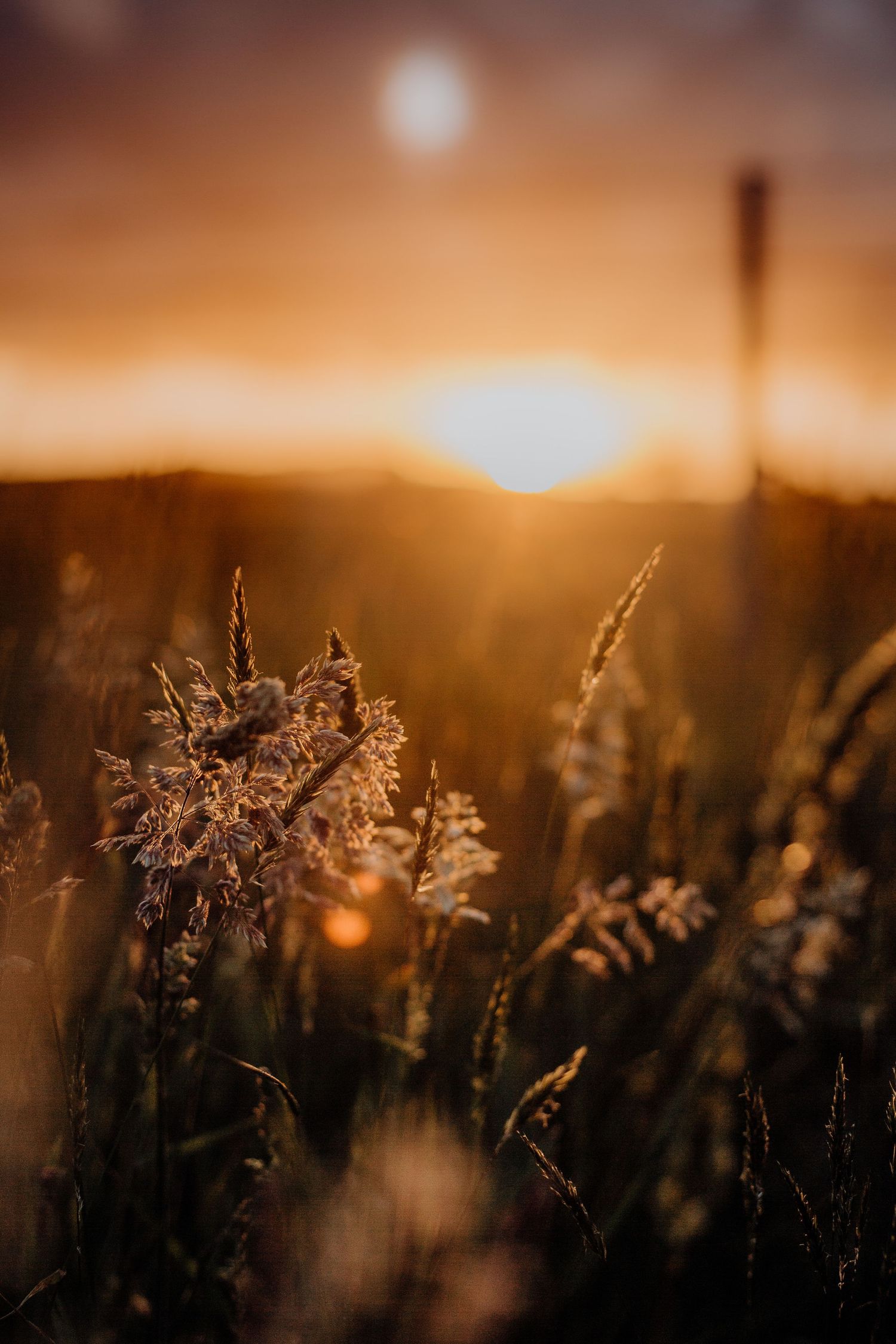 Golden sunlight illuminates wild grasses in a field during sunset creating a dreamy atmosphere.