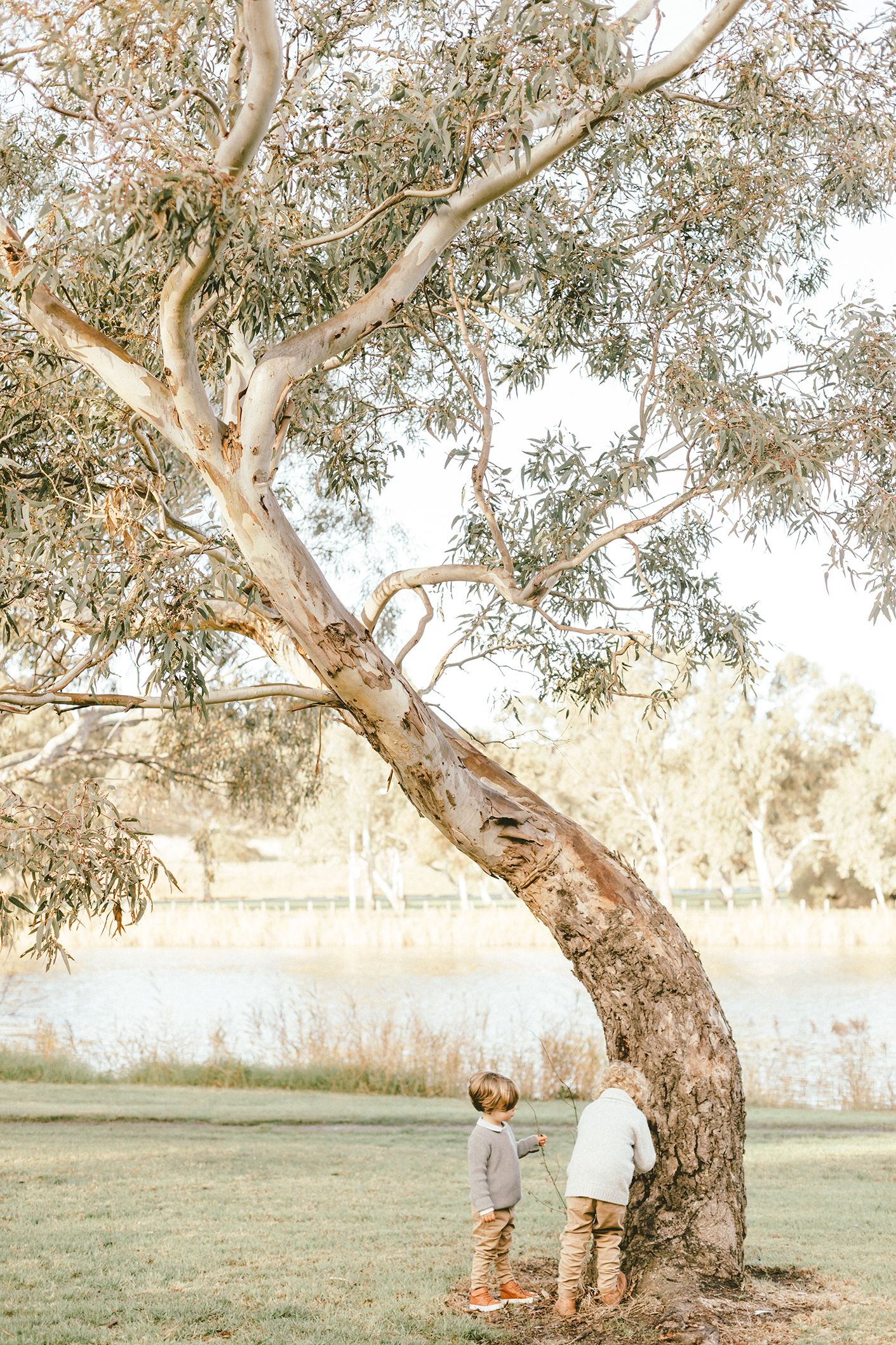 A peaceful outdoor maternity session under a gnarled eucalyptus tree in golden afternoon light.