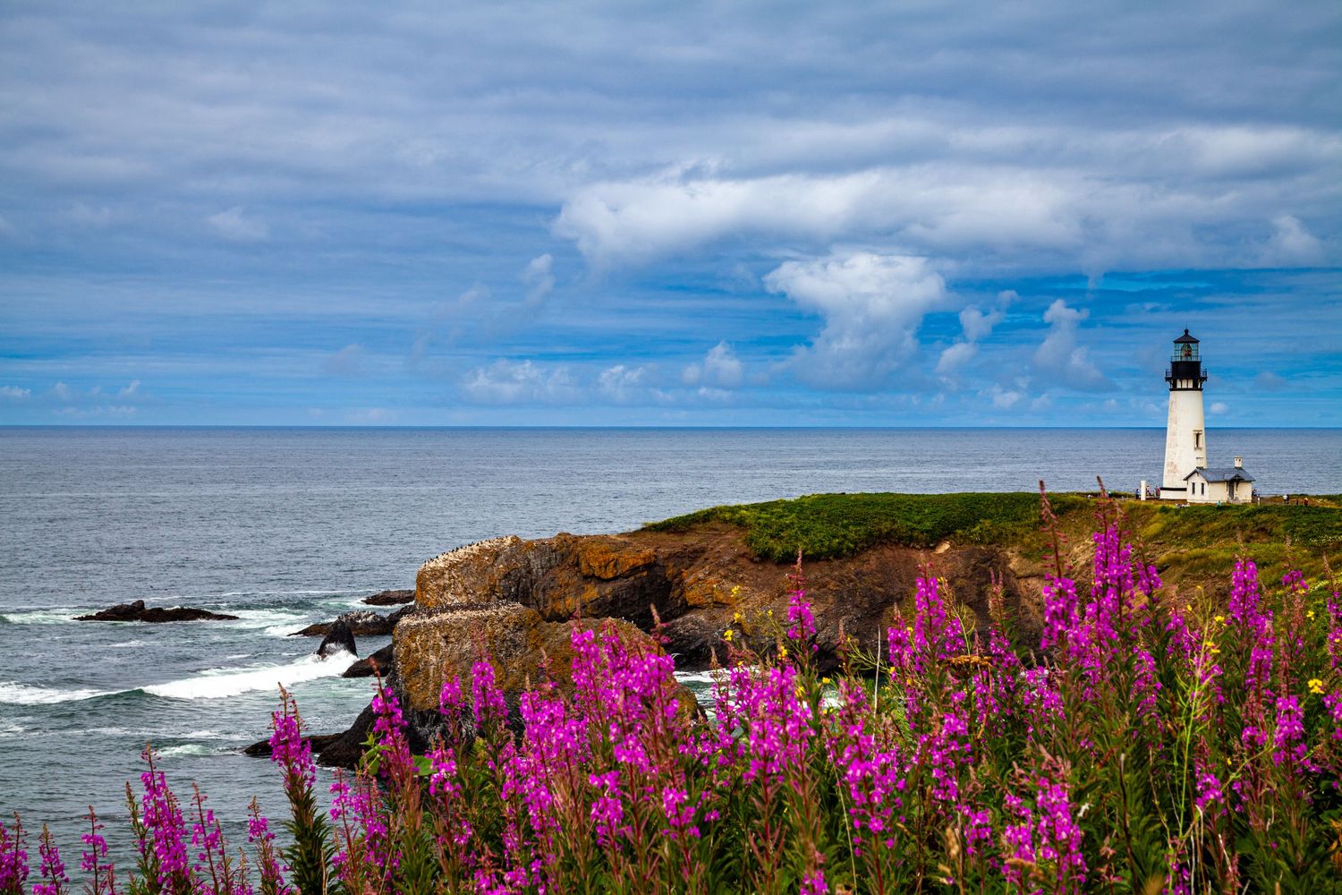 White lighthouse stands on rocky coastal cliffs with vibrant purple wildflowers in the foreground.