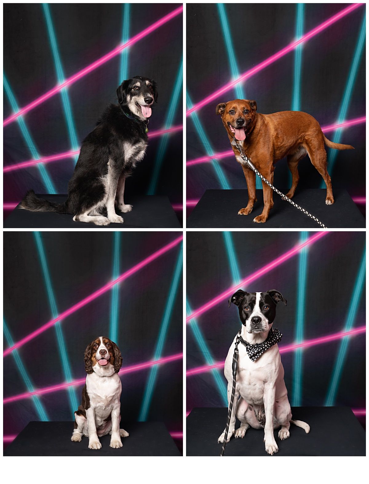 jennifer reed photography, buffalo barkery, buffalo pet photographer, dog photographer buffalo ny