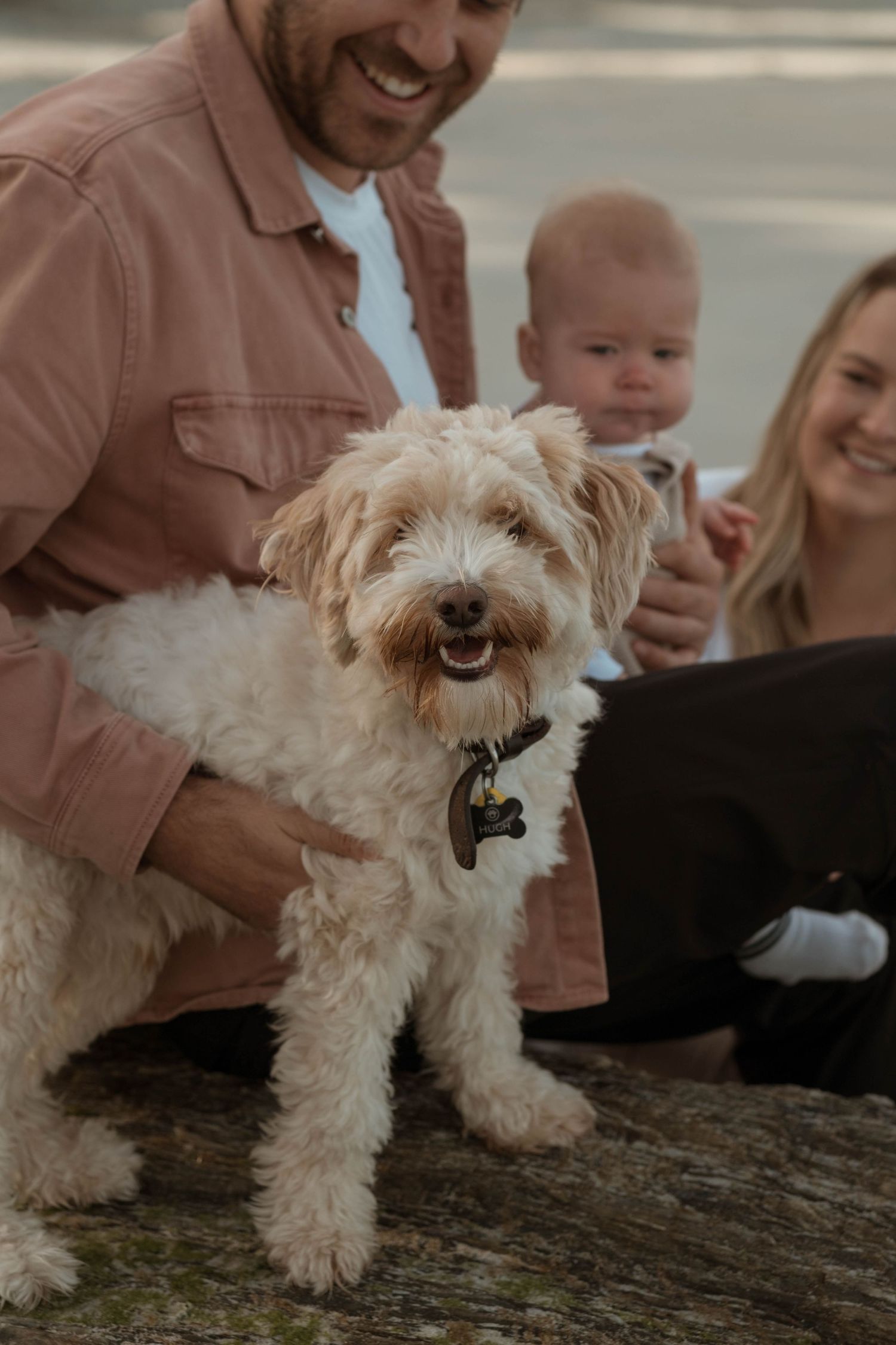 Dog Photoshoot Dunedin