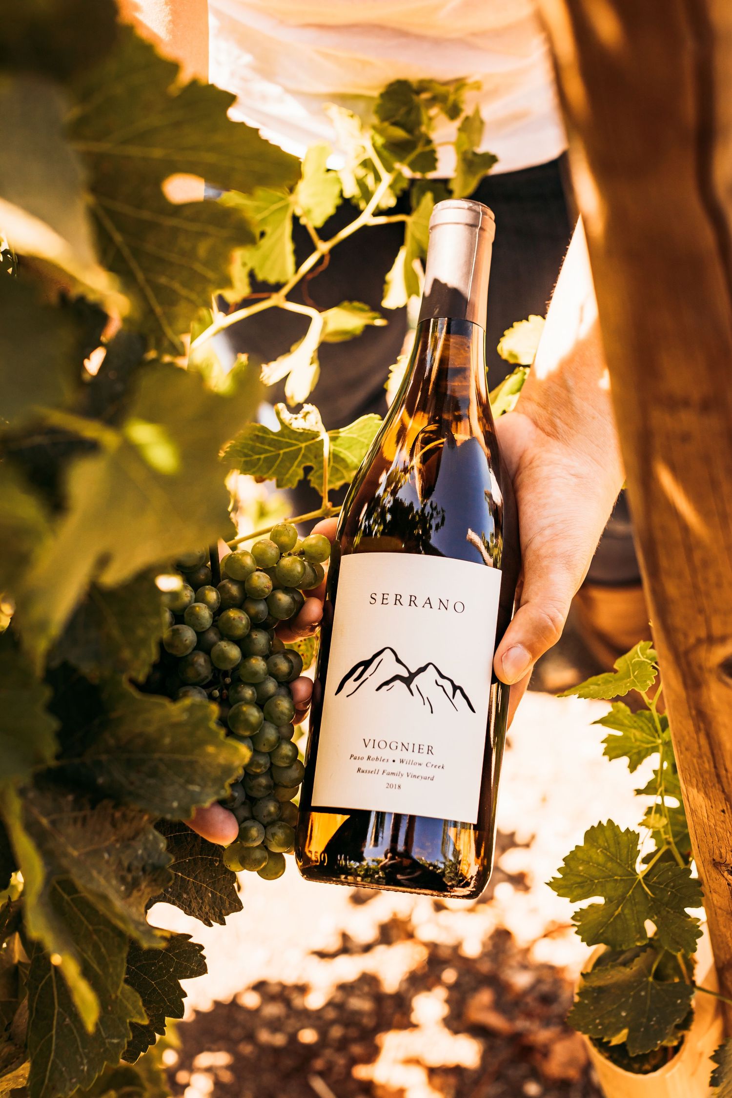 Hand holding Serrano wine bottle in vineyard with sunlit grape leaves in background.