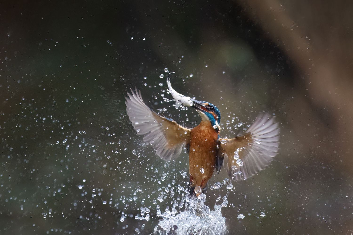 Kingfisher bird emerging from water with splashing droplets and spread wings.