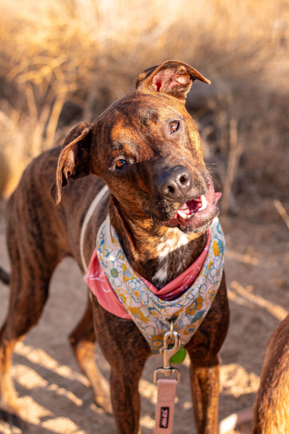 A brown and white dog wearing a patterned bandana smiles at the camera in natural lighting.