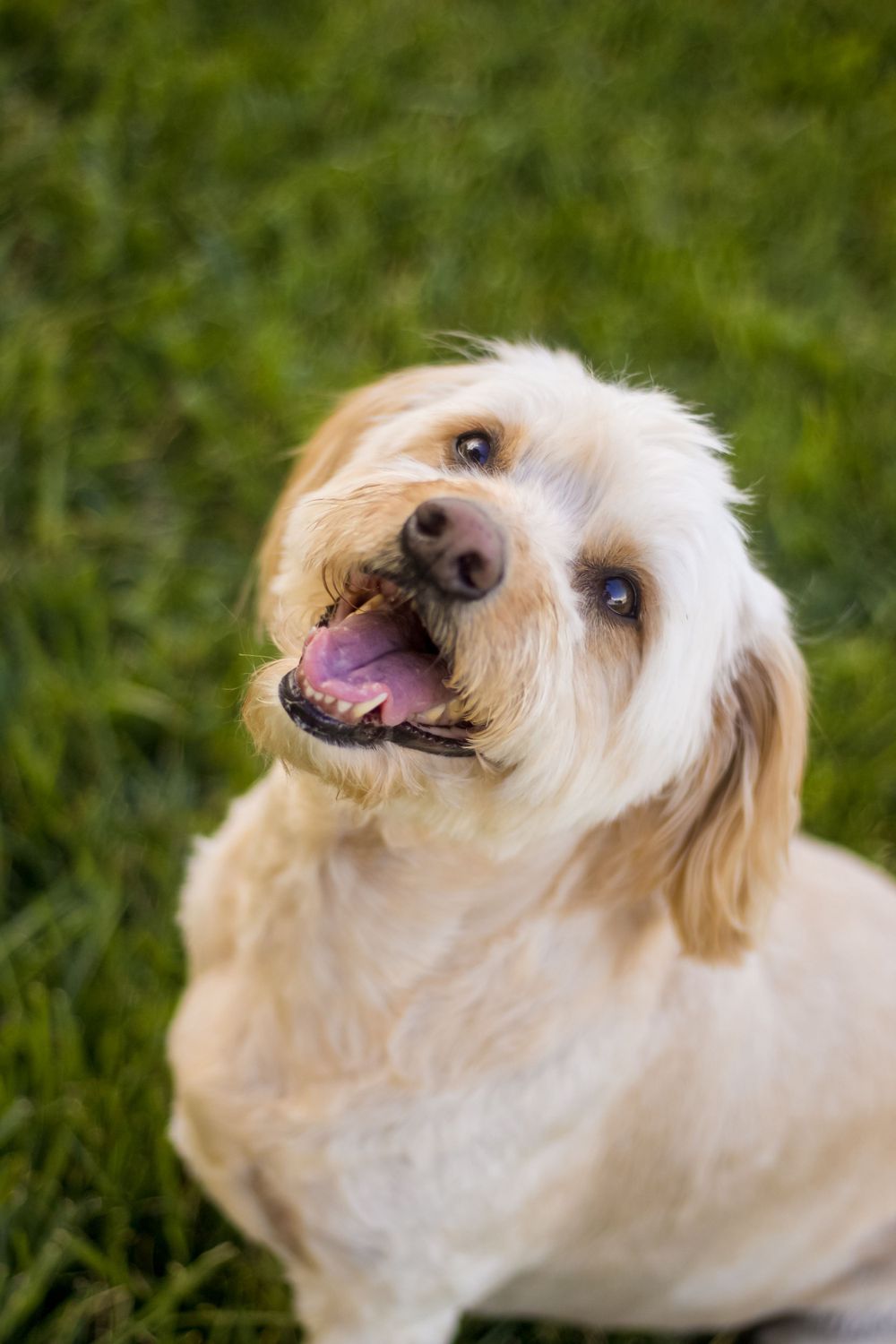 Happy cream-colored dog with floppy ears smiling at camera in green grass.