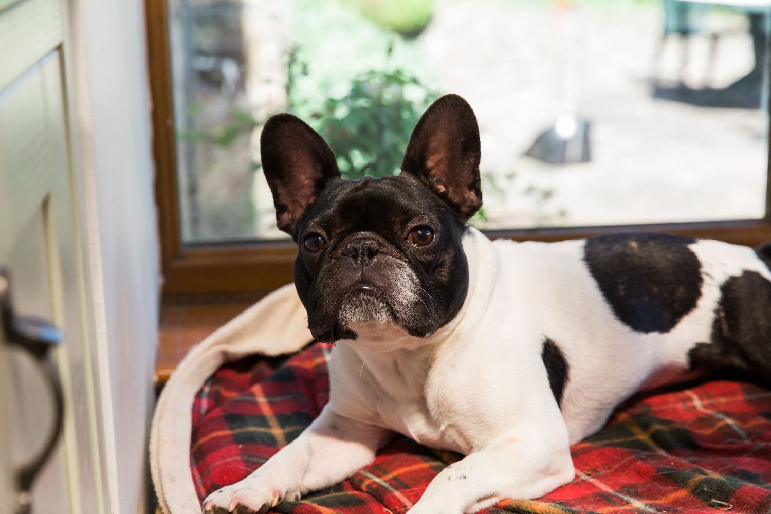 Hayley Elizabeth Photography dogs at weddings frenchie at bridal prep in gloucestershire