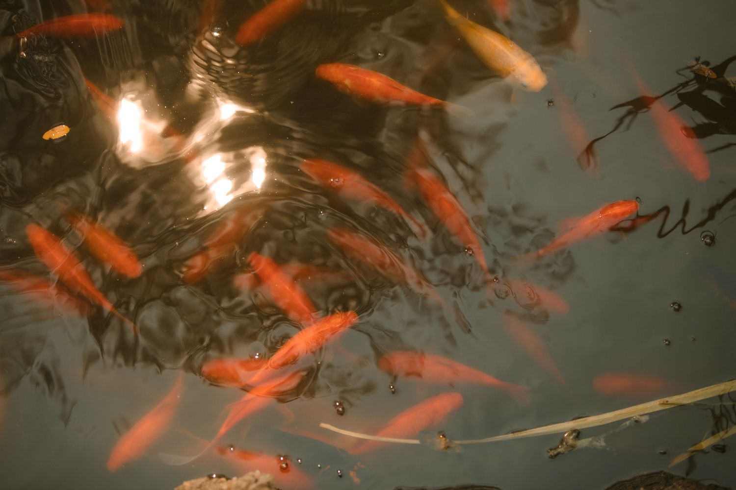 Orange koi fish swimming in dark rippling water with reflective surface.