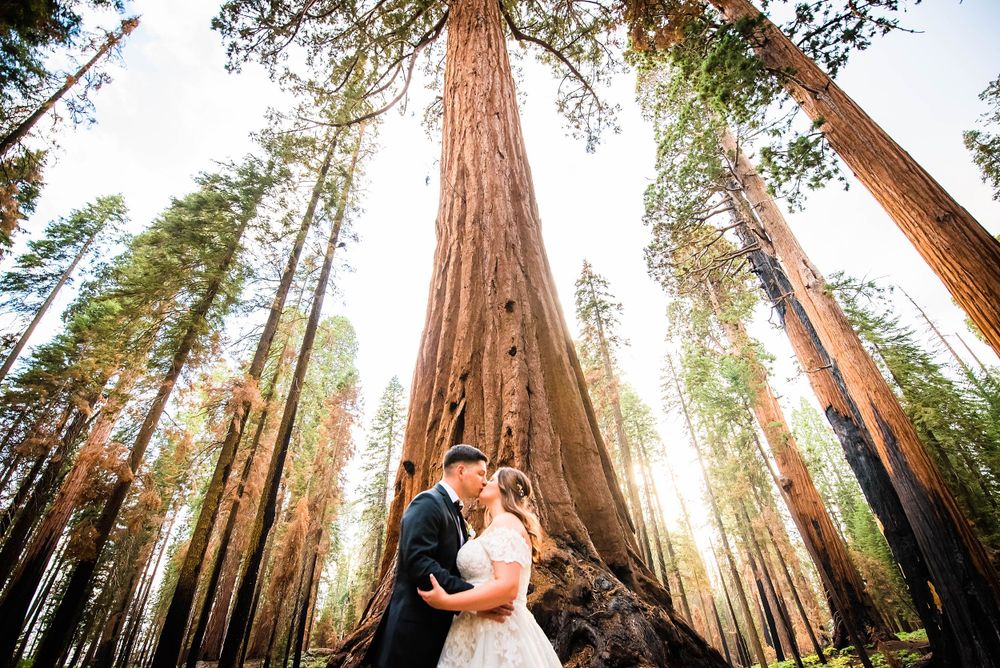 elopement wedding in sequoia national park california