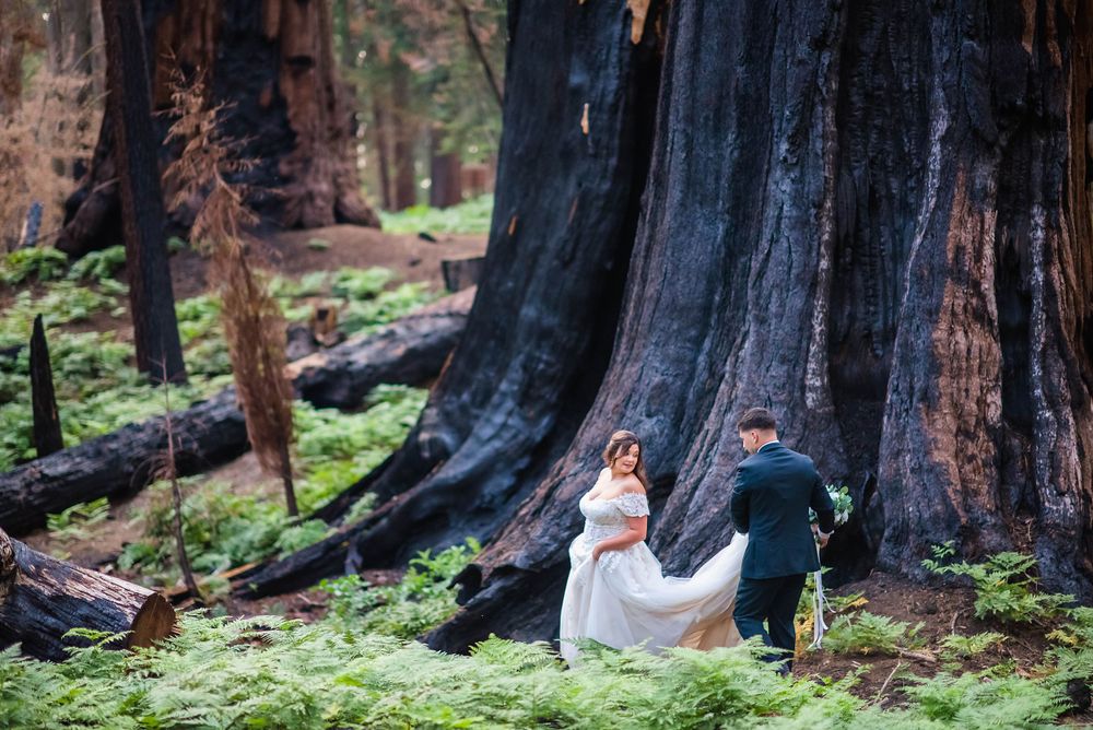 elopement wedding in sequoia national park california