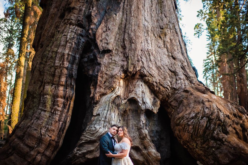 elopement wedding in sequoia national park california