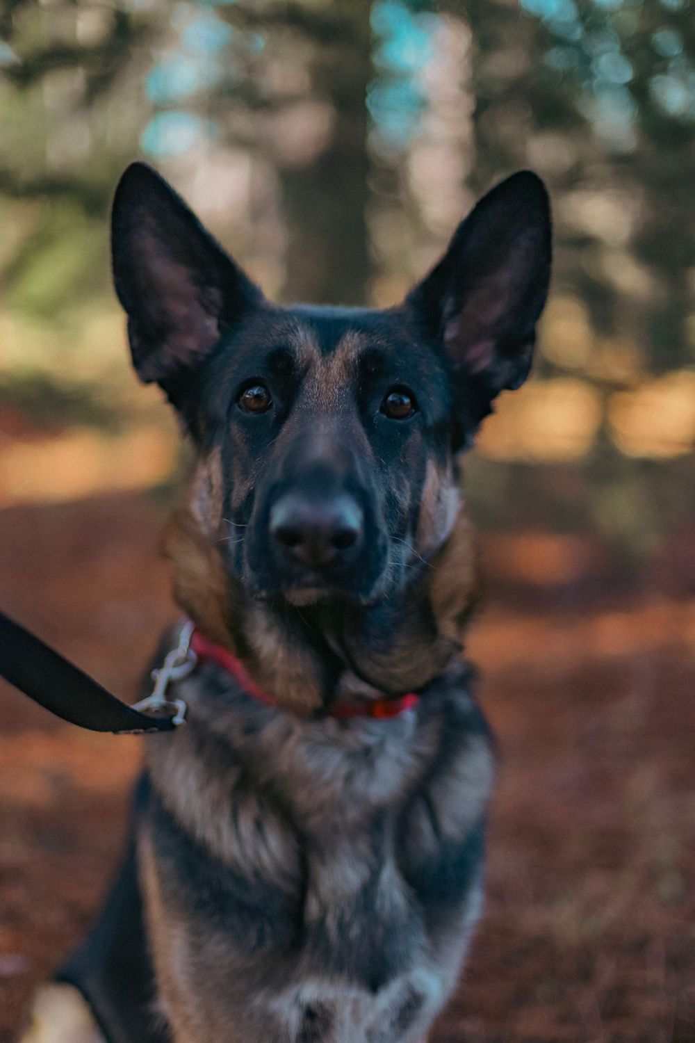 Close up portrait of an alert German Shepherd dog with pointy ears wearing a red collar in a forest setting.