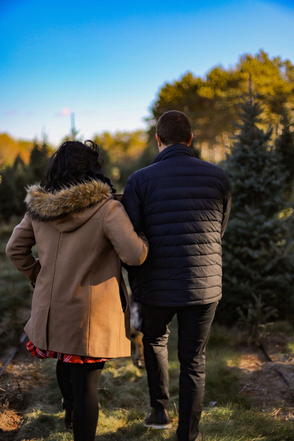 Couple in winter coats viewing Christmas trees at a tree farm on a sunny day.