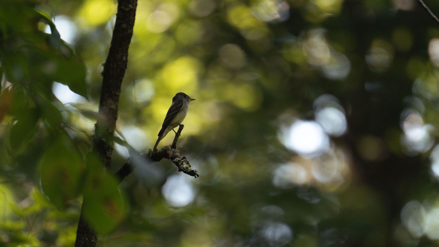 Small bird perched on a tree branch surrounded by green foliage in soft natural lighting.
