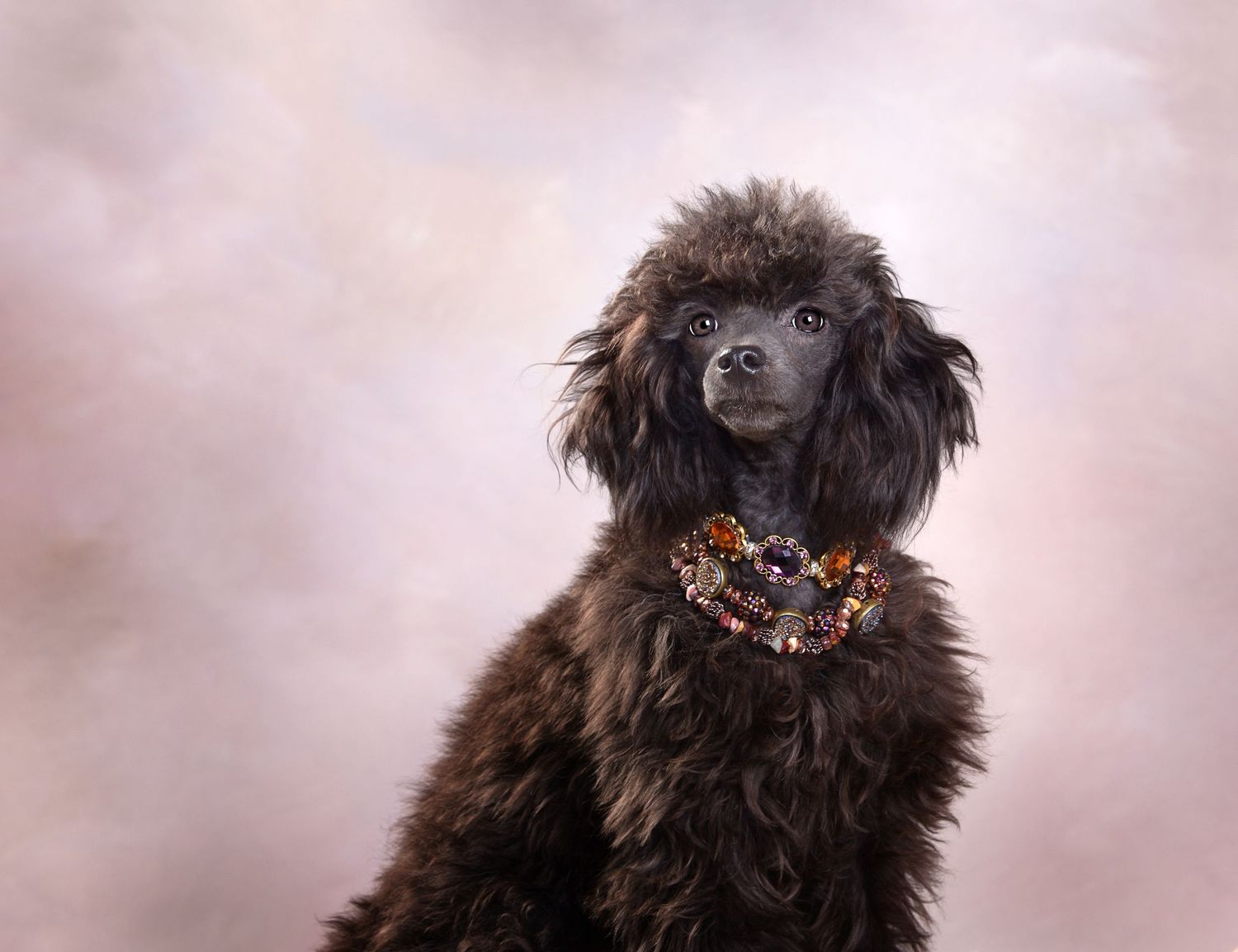 Brown poodle wearing colorful beaded collar posing against pink background.