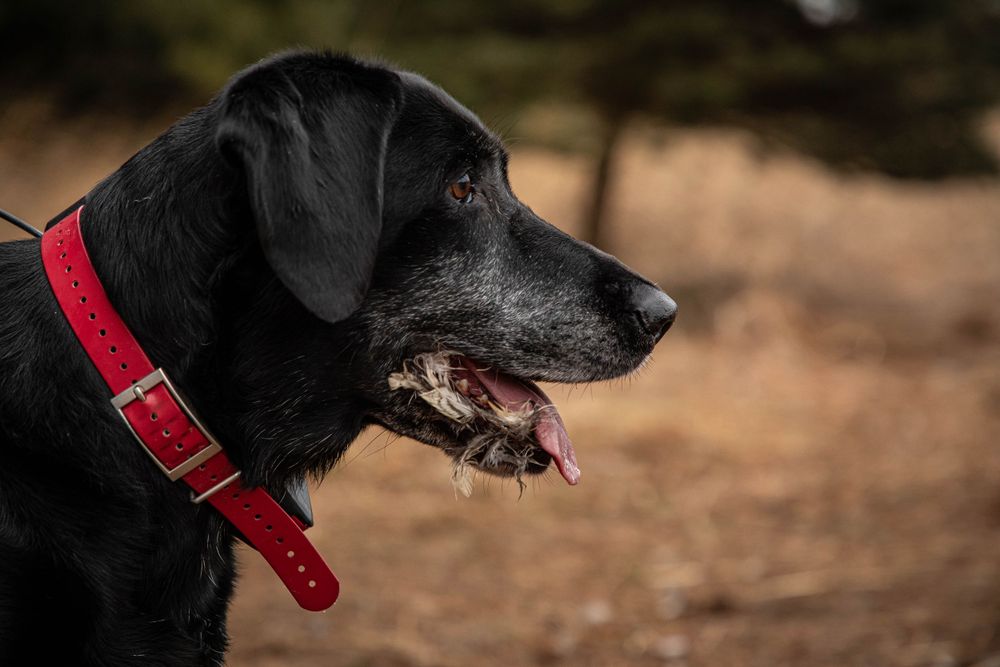 Portraits sunset, moody, hunting, outfitter photography
