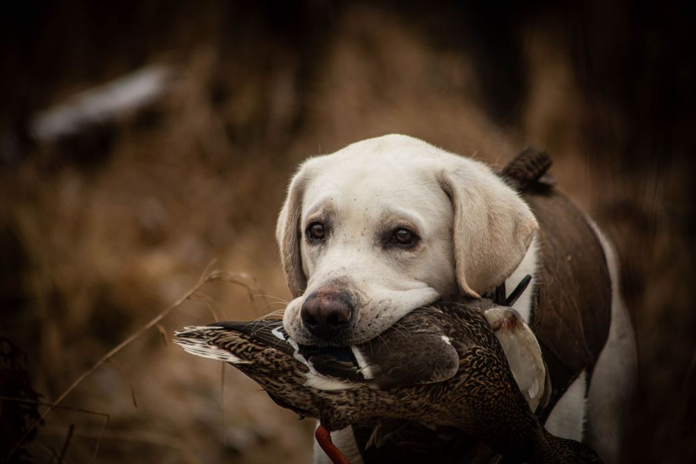 Portraits sunset, moody, hunting, outfitter photography