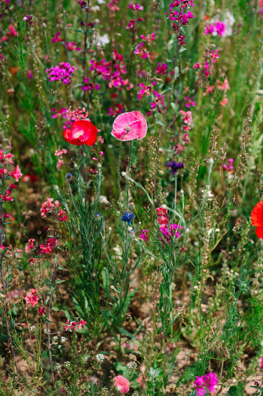 Vibrant wildflower garden with pink and magenta blooms against lush green foliage.