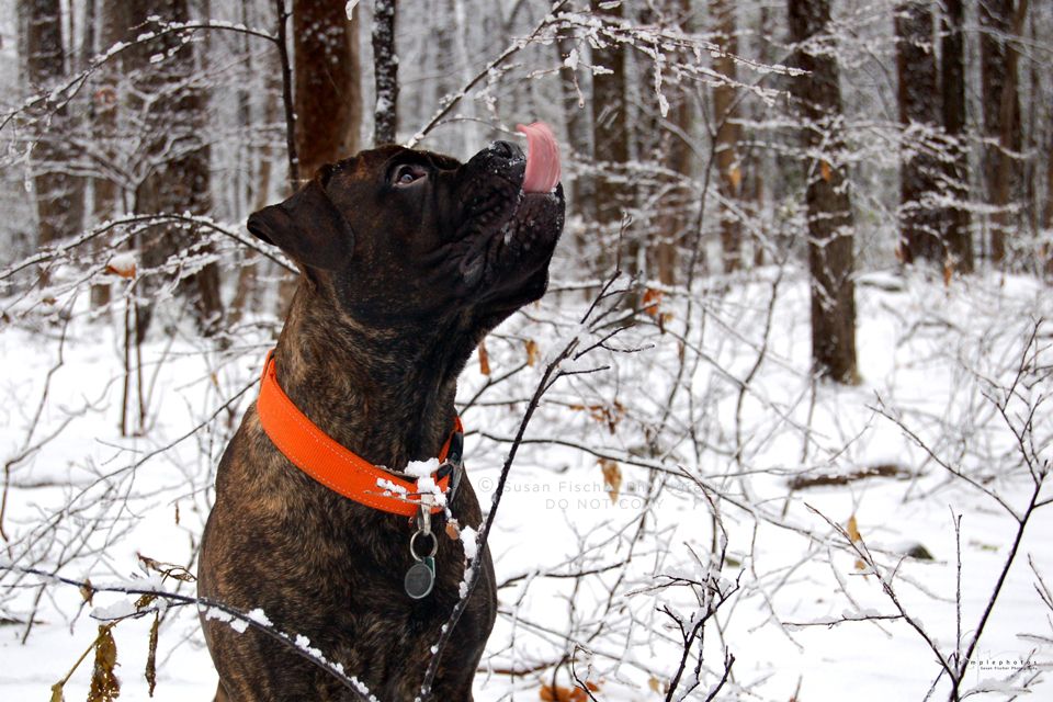 Brindle Mastiff dog licking snowflake