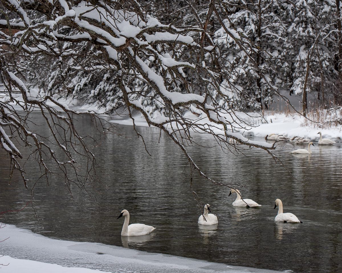Swans on Fishhook River, by Jeremy Simonson