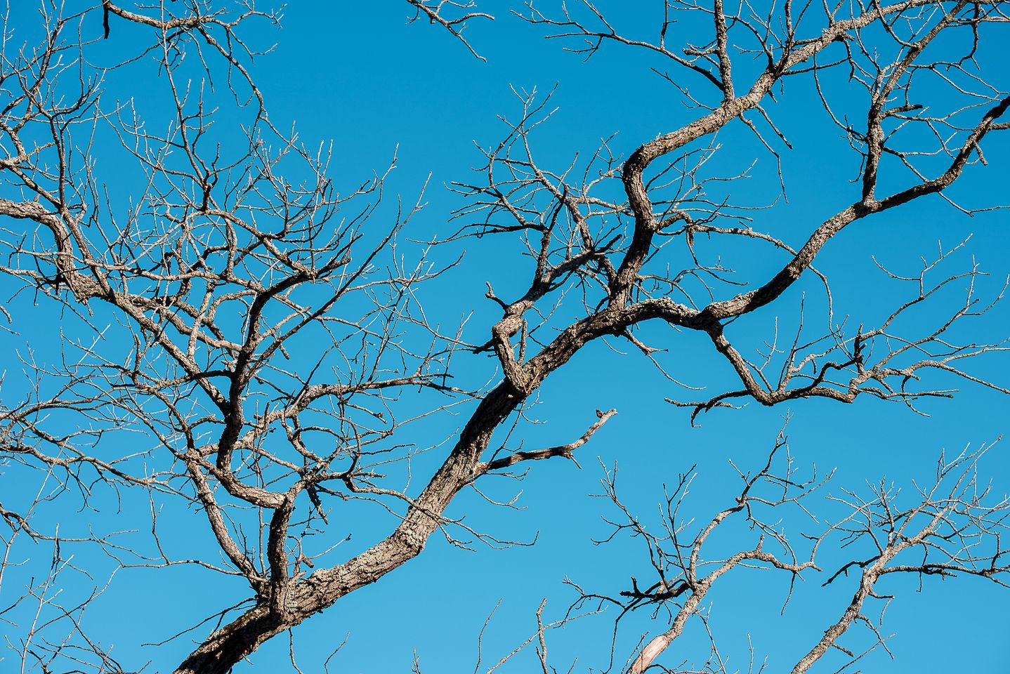 Tree against blue sky, by Jeremy Simonson