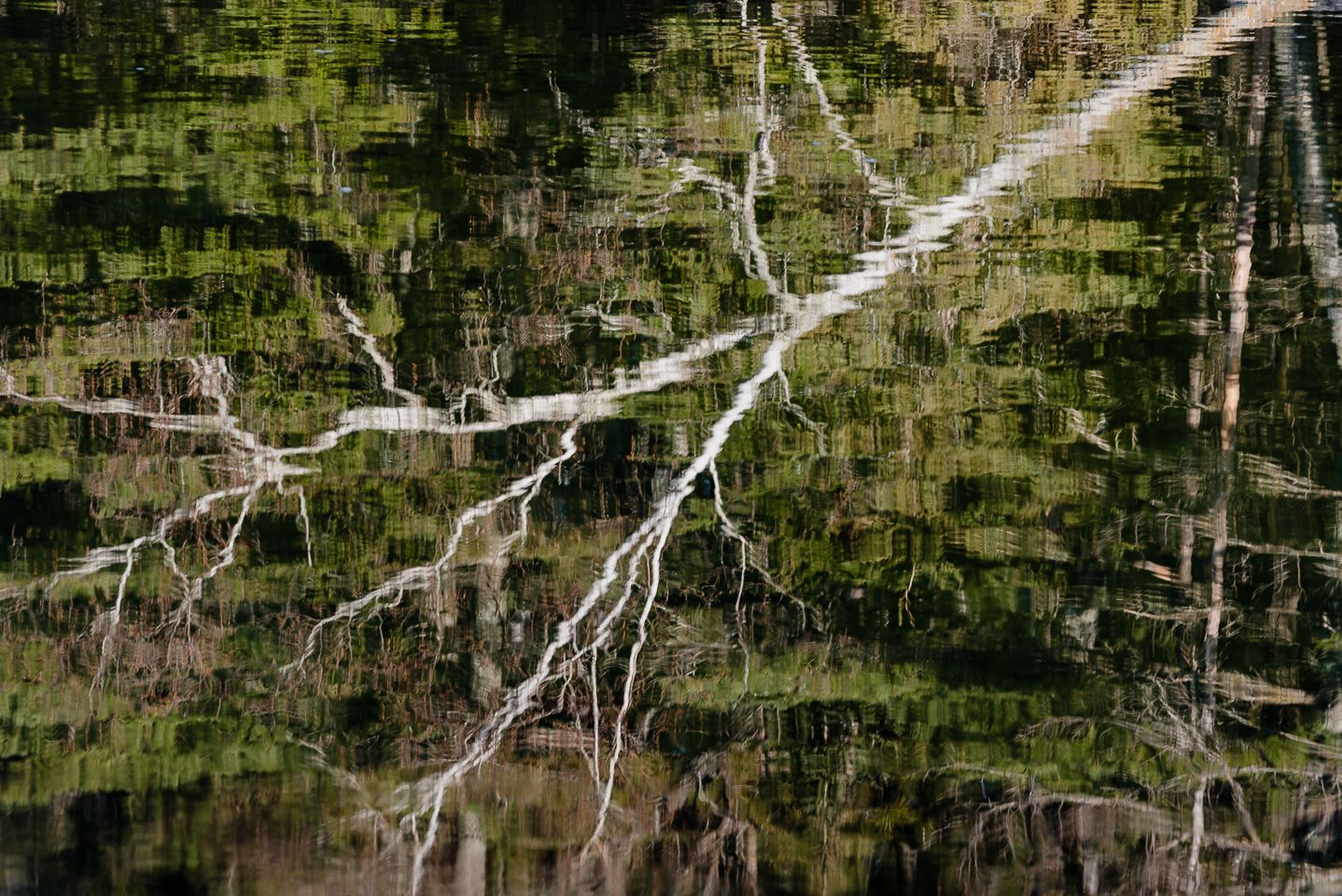 Birch and pines reflecting on Fishhook River, by Jeremy Simonson