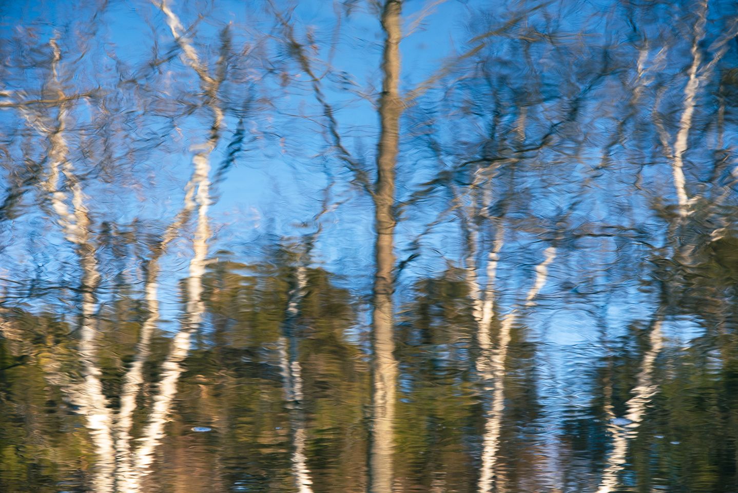 Birch and pines reflecting on Fishhook River, by Jeremy Simonson