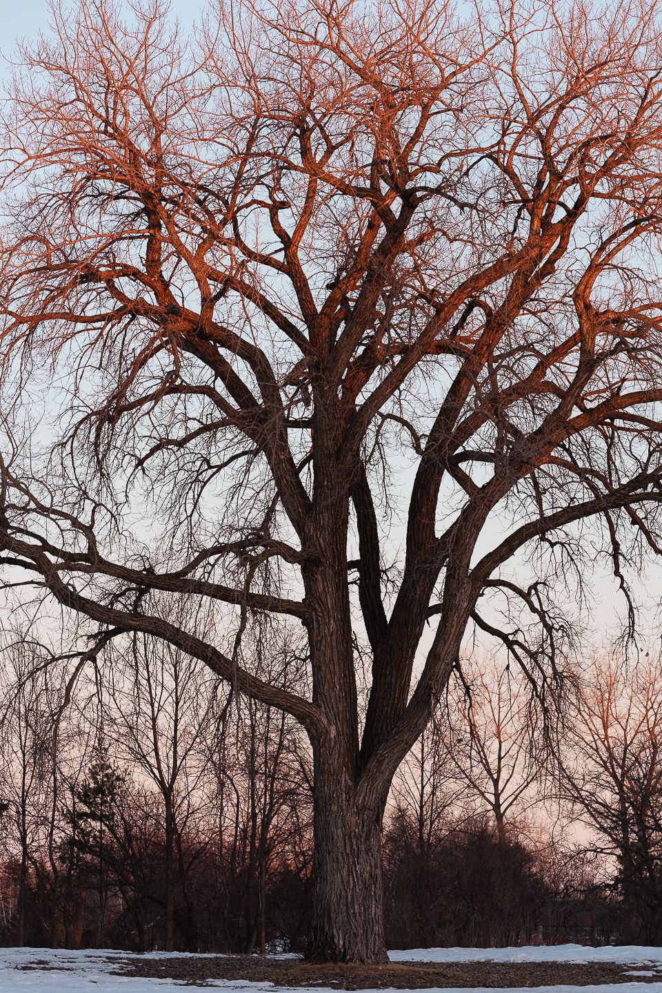 The oak tree in evening, by Jeremy Simonson