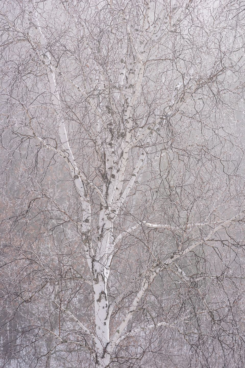 Birch Tree and Fog, by Jeremy Simonson