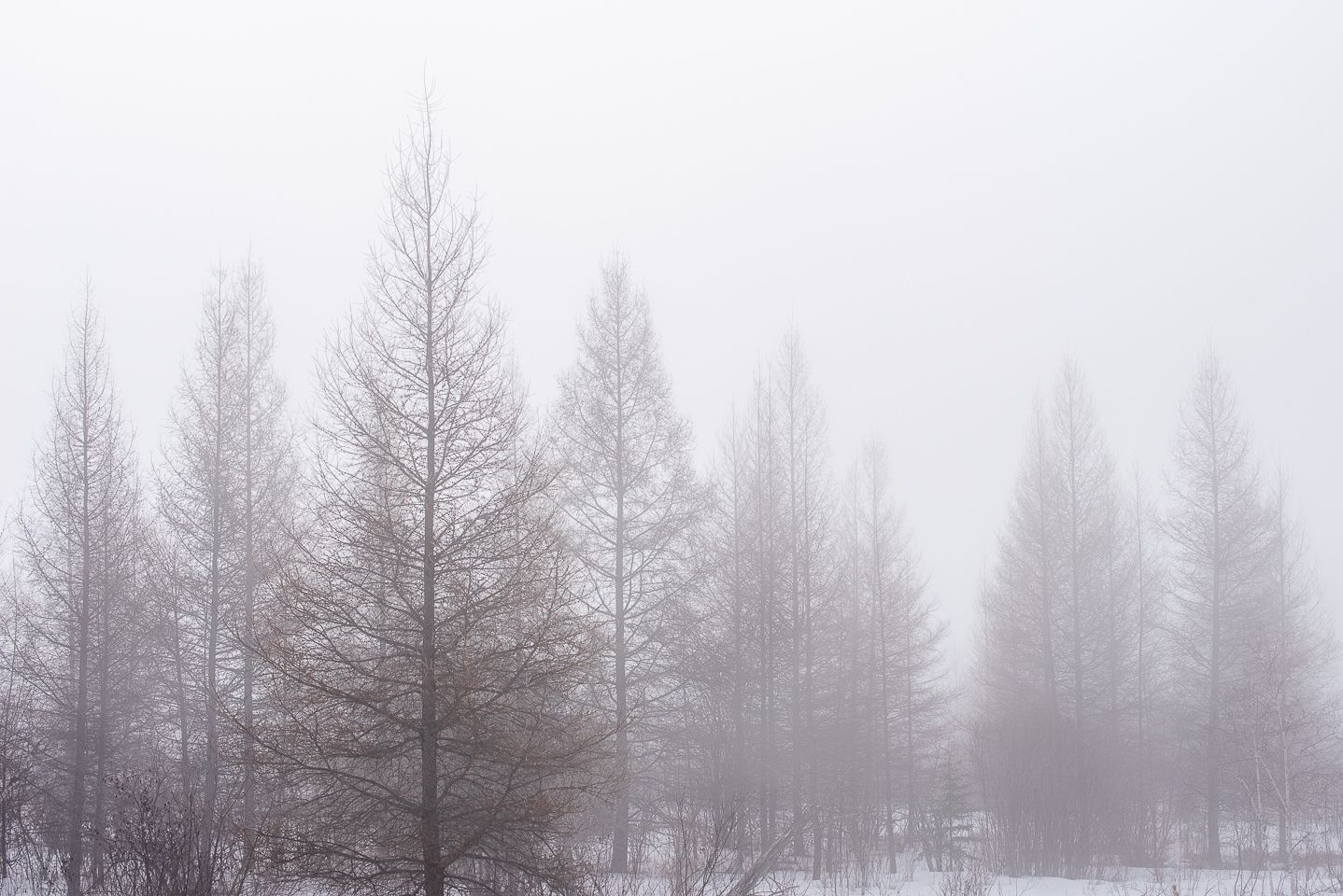 Tamaracks in early spring fog, by Jeremy Simonson