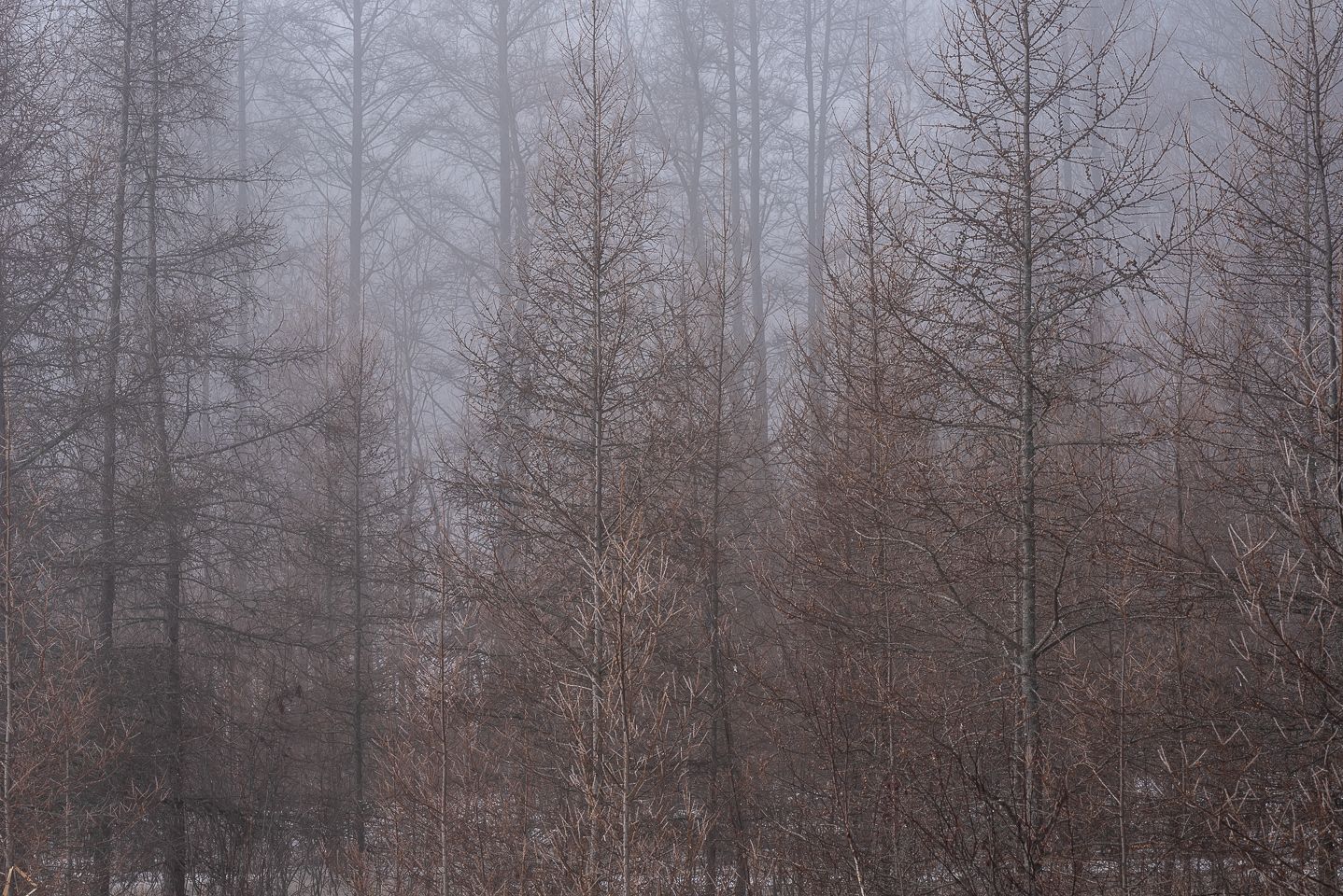 Tamaracks Woodland Photography in spring fog, by Jeremy Simonson