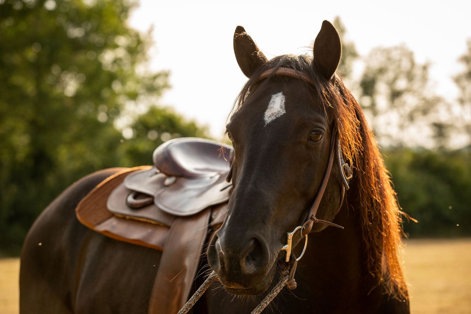 Close-up of a dark horse wearing a brown leather saddle against a blurred natural background at sunset.