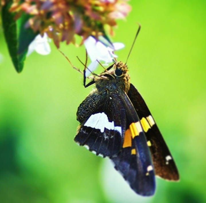 Close-up of a black and white butterfly with yellow markings perched on a flower against a green background.