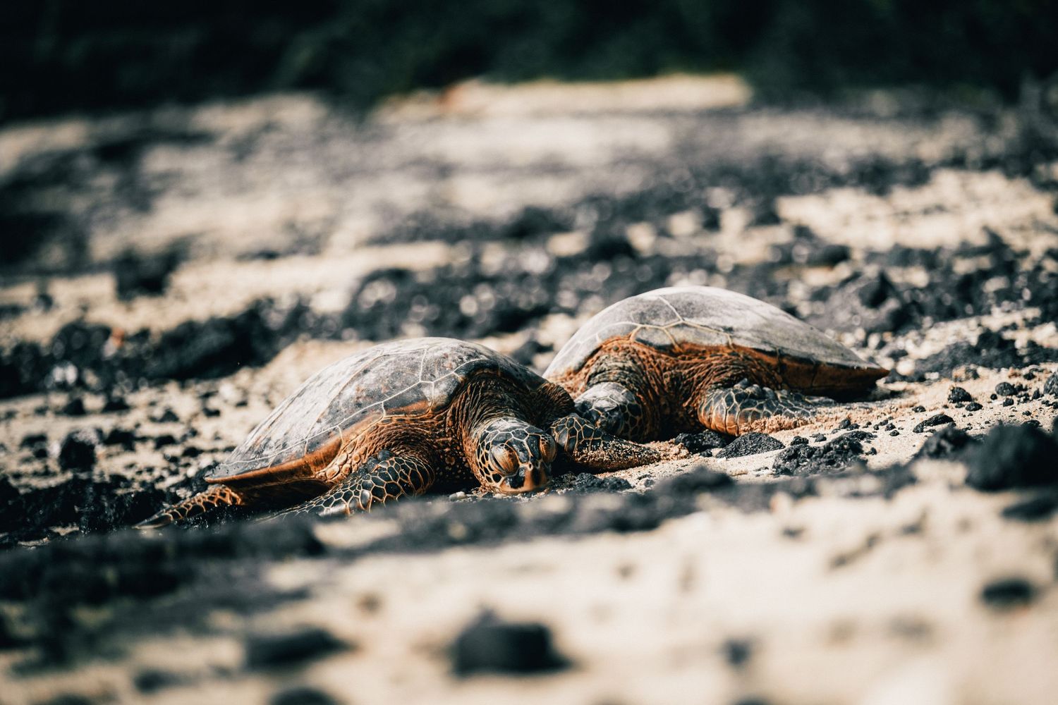 Two sea turtles resting on dark volcanic sand at the beach.