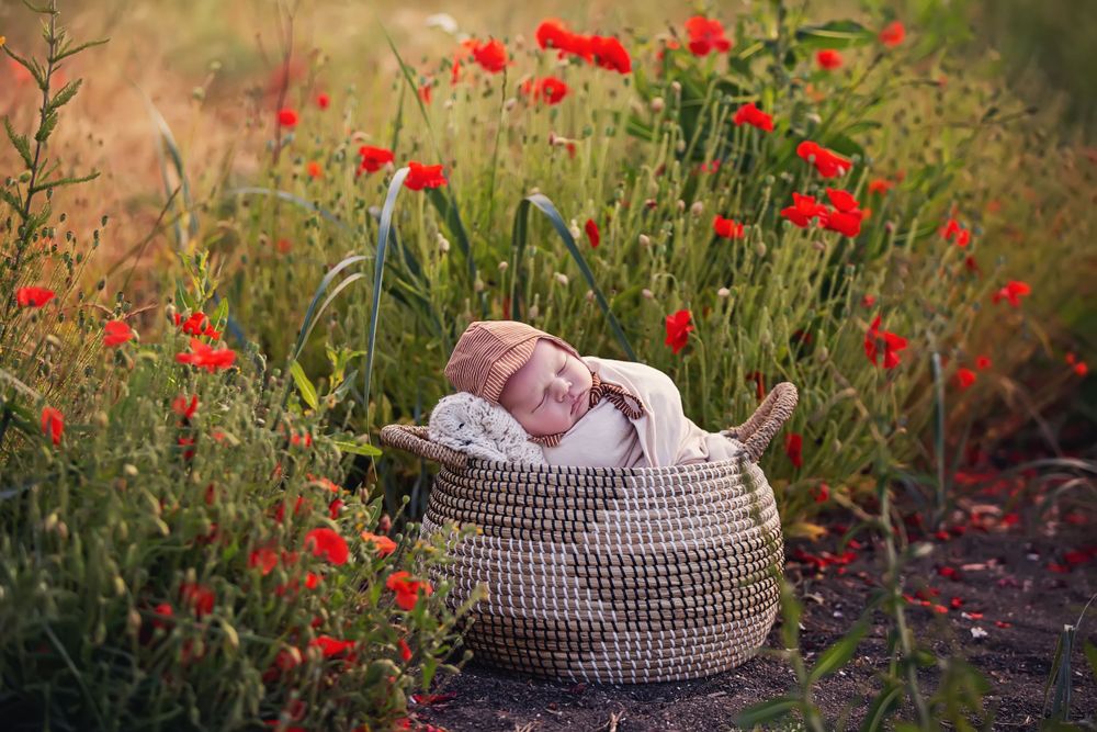A newborn baby boy sleeps in a basket among a field of poppies in Royston, British Columbia