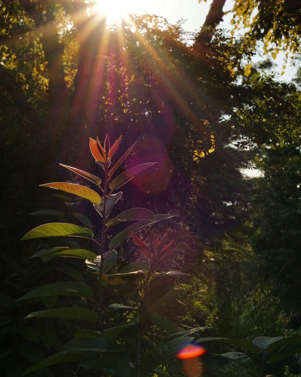 Nature