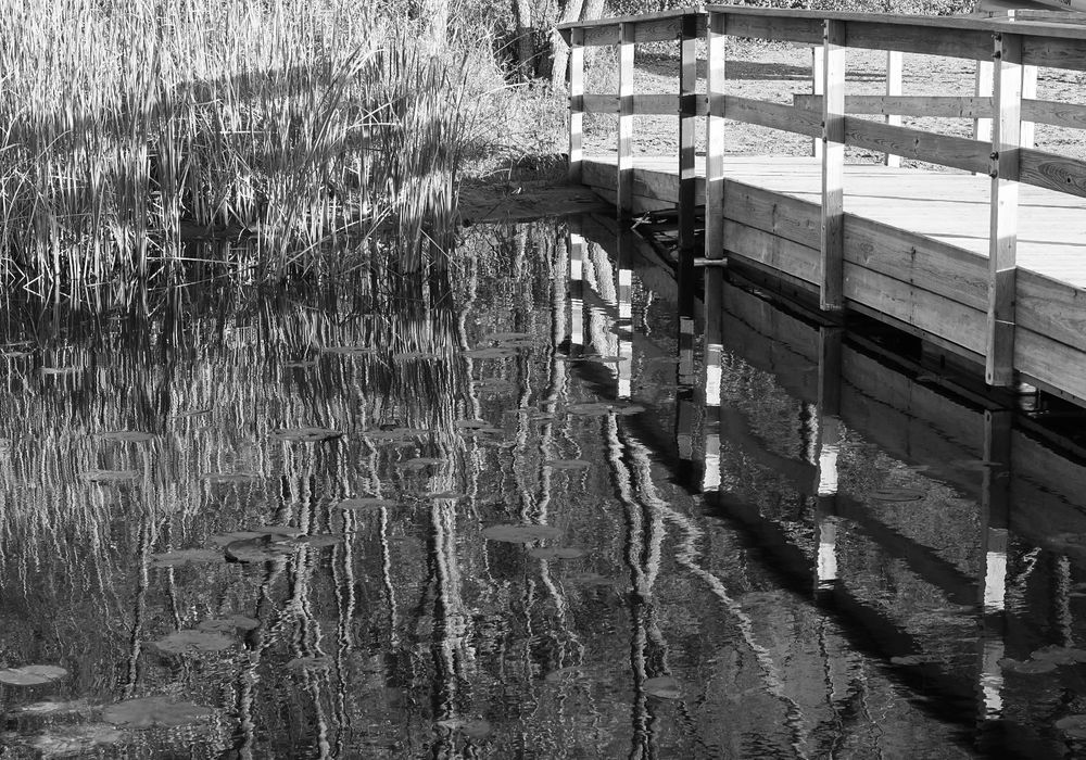 Black and white reflection of trees and wooden boardwalk in still water.