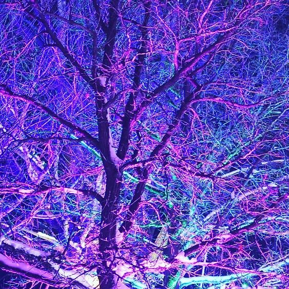 Tree branches illuminated with vibrant purple and blue lights against dark night sky.
