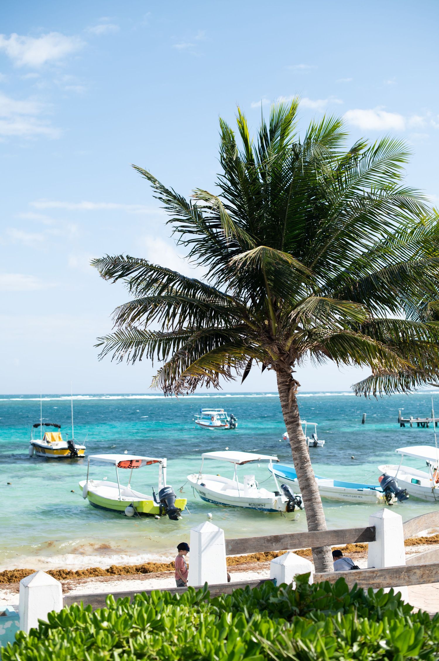 Palm tree in front of water and boats