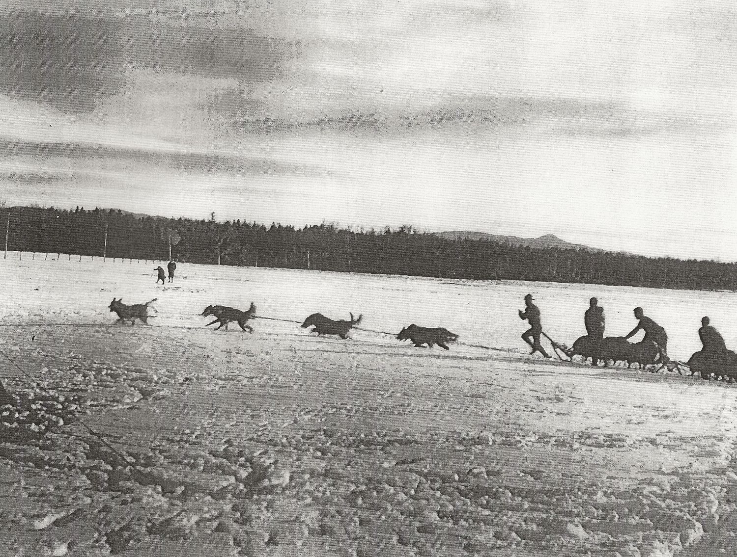 Team of Chinook Dogs train on the Intervale with Walden, wearing his famous hat, running ahead of the sled.