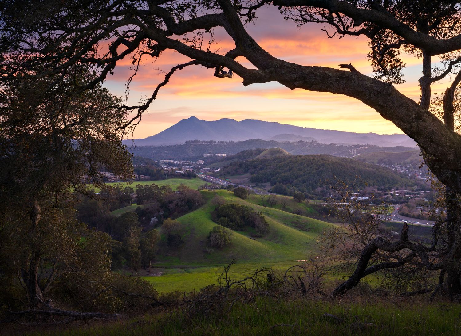Scenic sunset view over rolling green hills and mountains framed by a silhouetted oak tree branch in California.