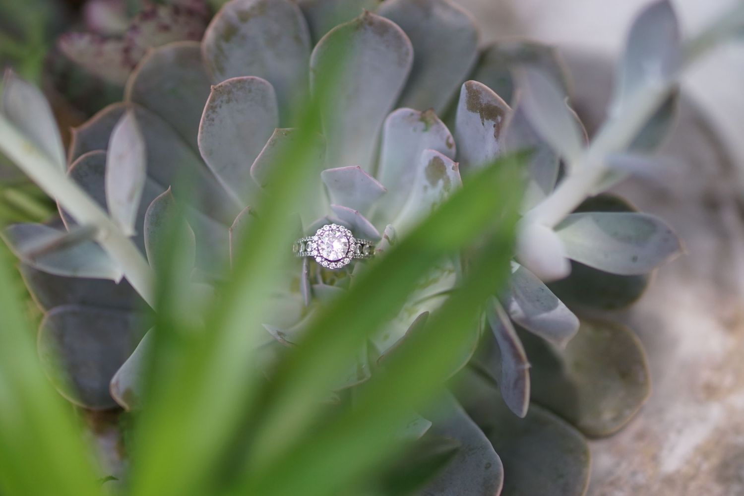 Diamond engagement ring nestled among succulent leaves in artistic macro shot.