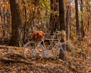 Scenic autumn forest path with fallen leaves and natural woodland setting.