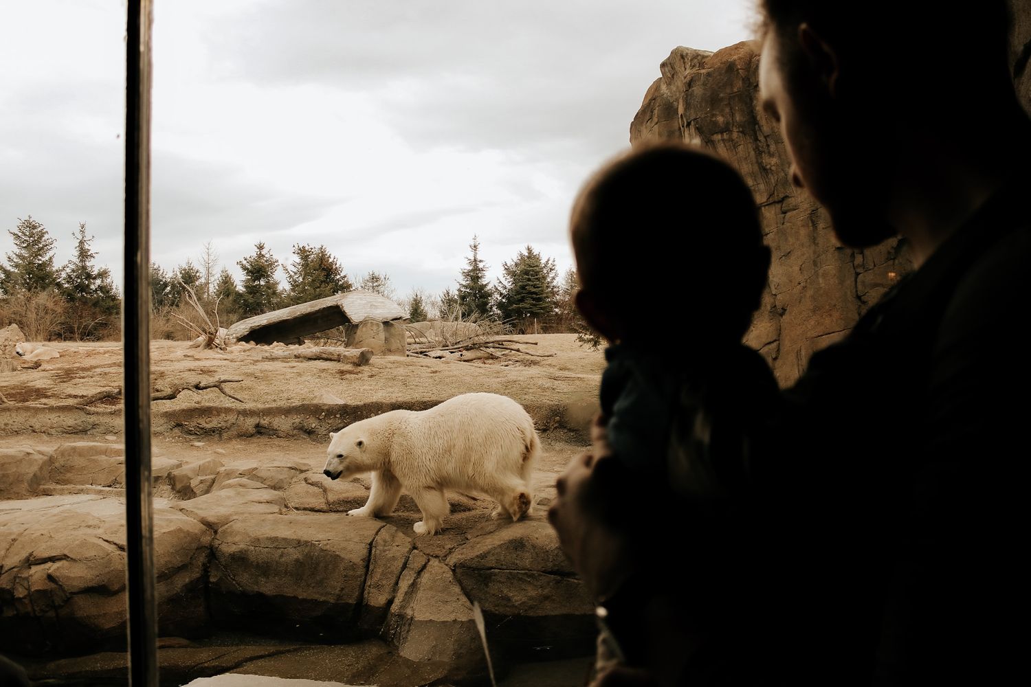 Boy and his dad at the zoo looking at a polar bear
