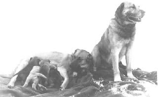 Chinook poses with his dam and their pups.