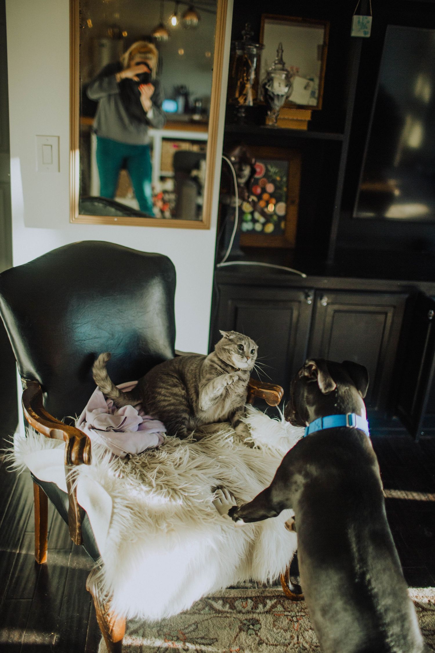 Cats lounging on white furniture in a sunlit room with framed artwork on walls.