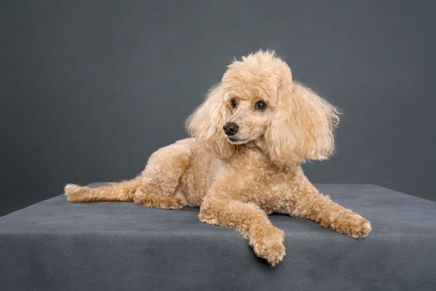 Toronto Pet photoshoot
