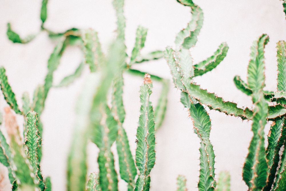 Botanical photograph captured in natural light