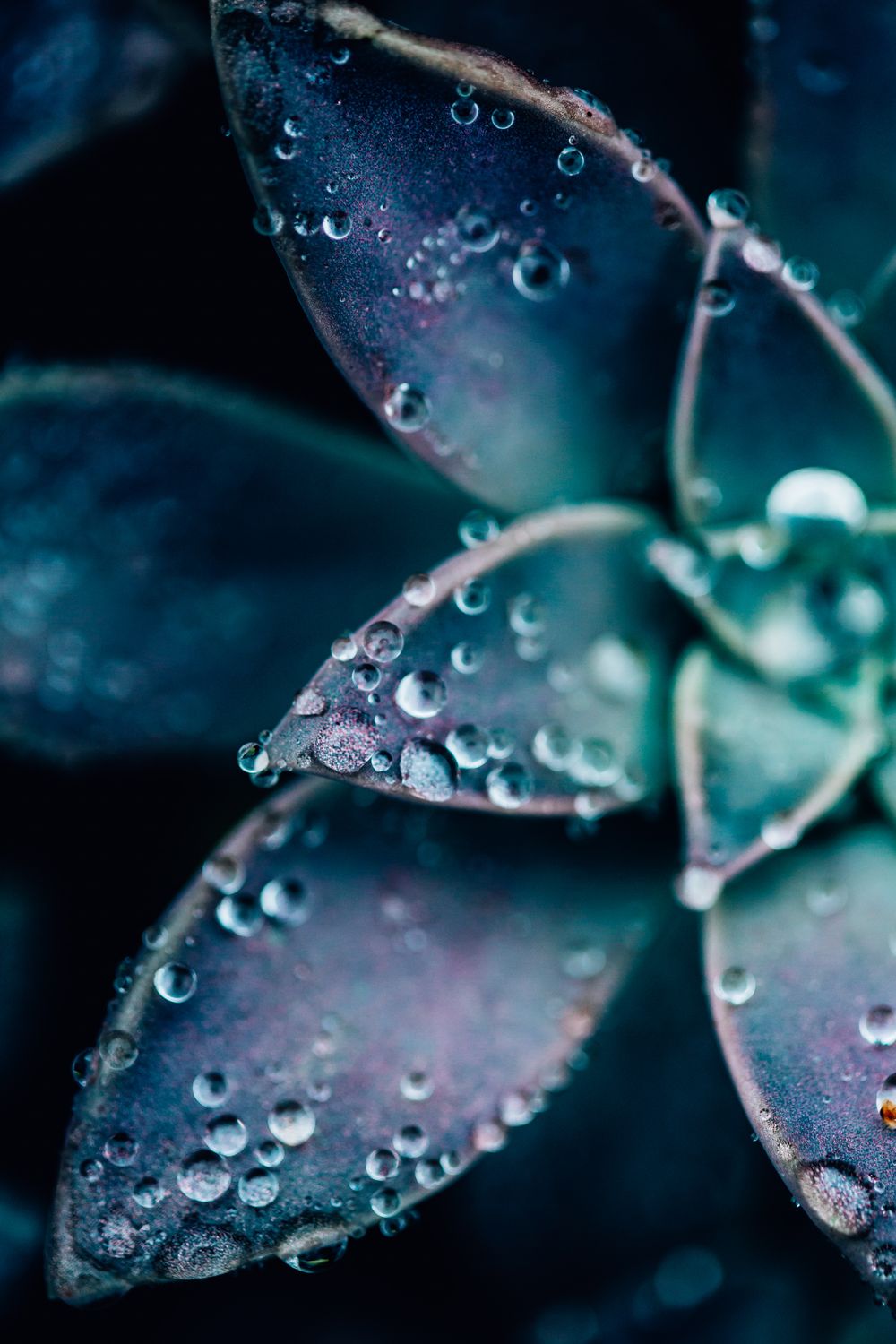 Plant foliage photographed with shallow depth of field