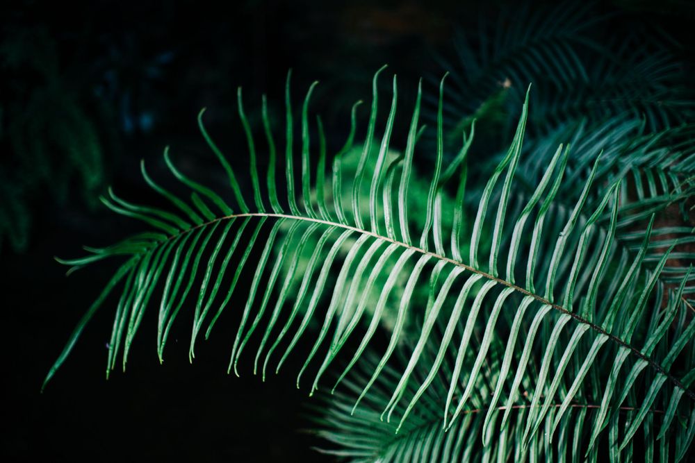 Botanical image suitable for print or background use