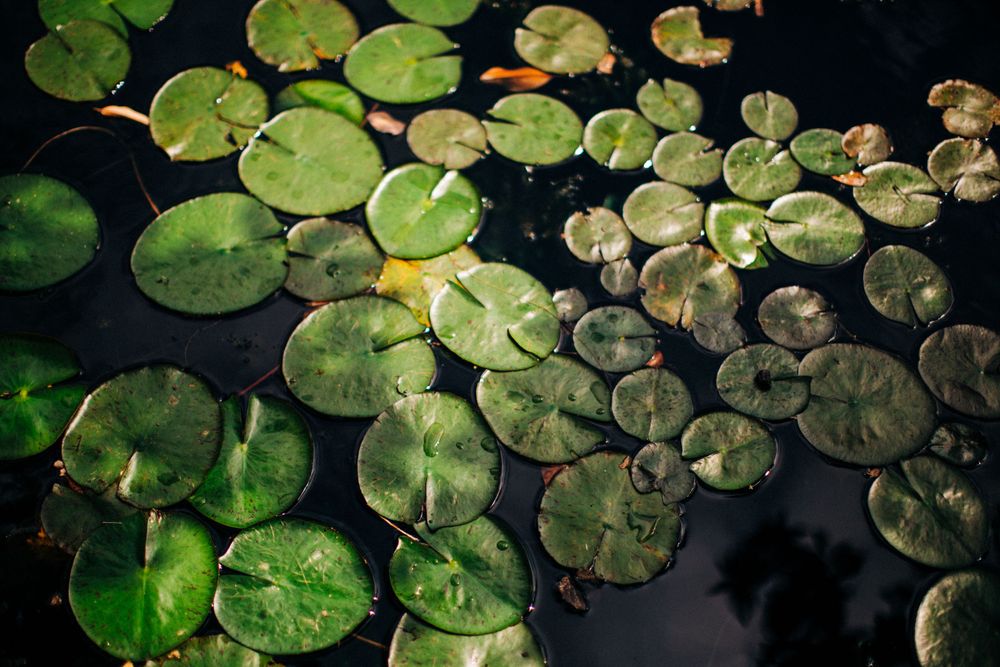 Botanical photograph captured in natural light